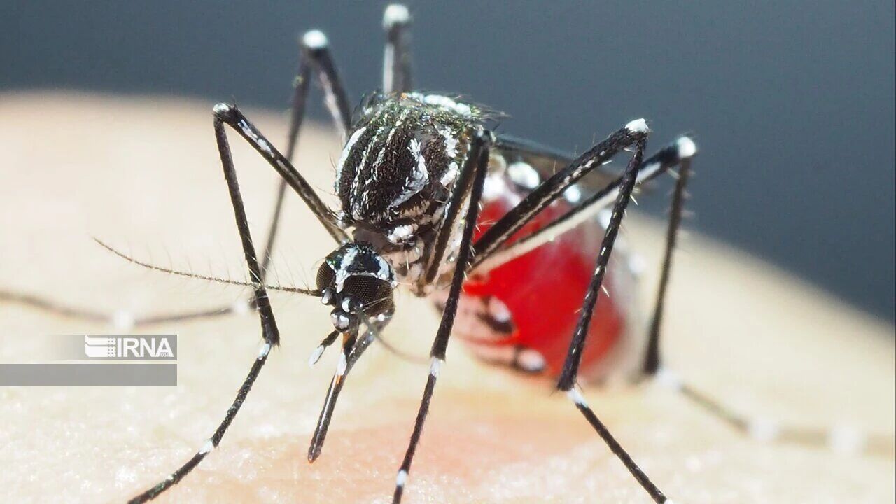 صید پشه آئدس در تمامی ۱۷ شهرستان گیلان؛ بهسازی محیط بهترین راه مقابله است